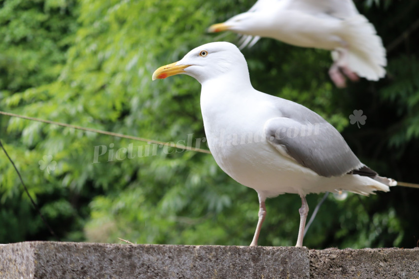 Seagulls in Ireland