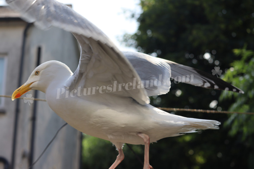 Seagulls in Ireland