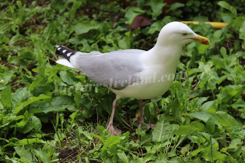 Seagulls in Ireland