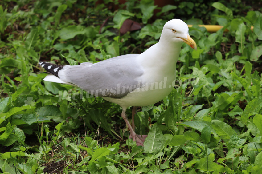 Seagulls in Ireland