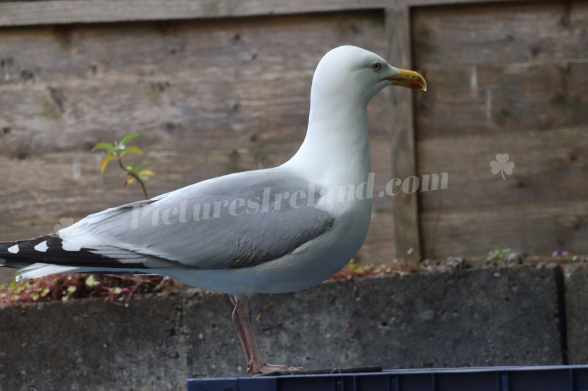 Seagulls in Ireland