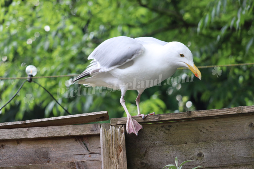 Seagulls in Ireland