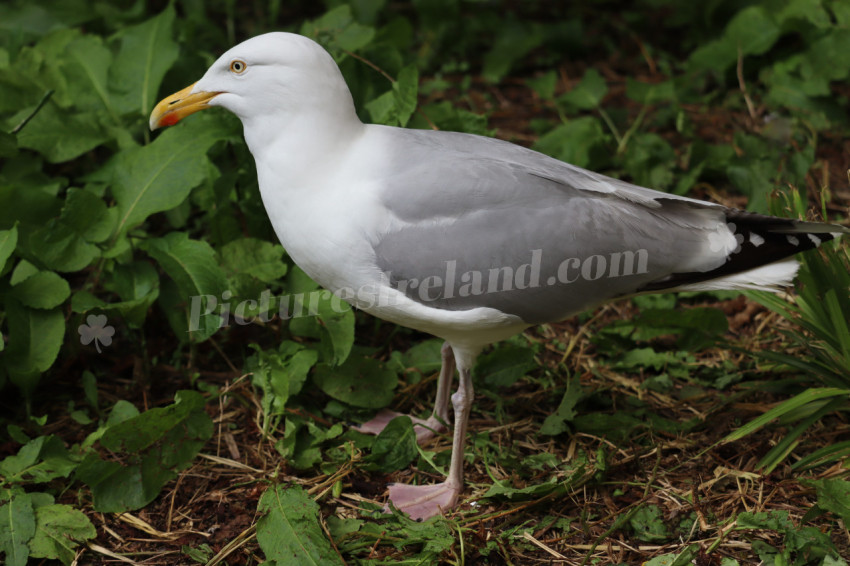 Seagulls in Ireland