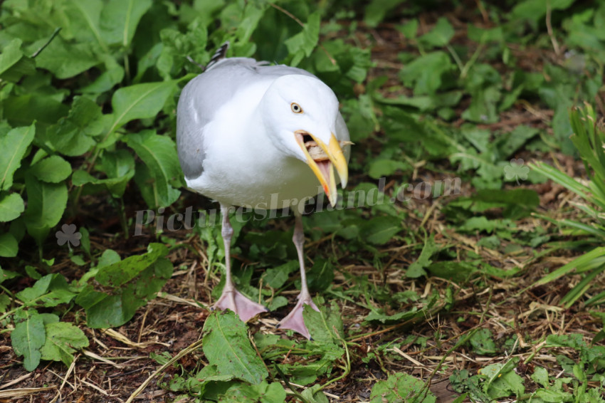 Seagulls in Ireland