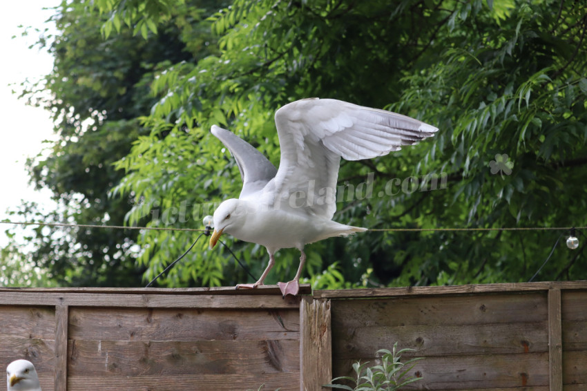 Seagulls in Ireland