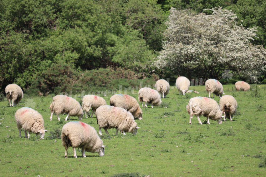 Sheep in Ireland