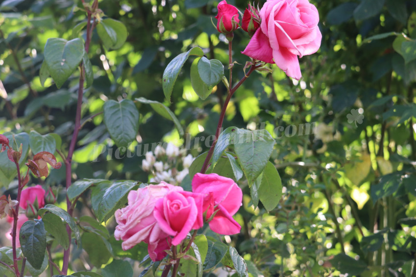 Roses in Ireland