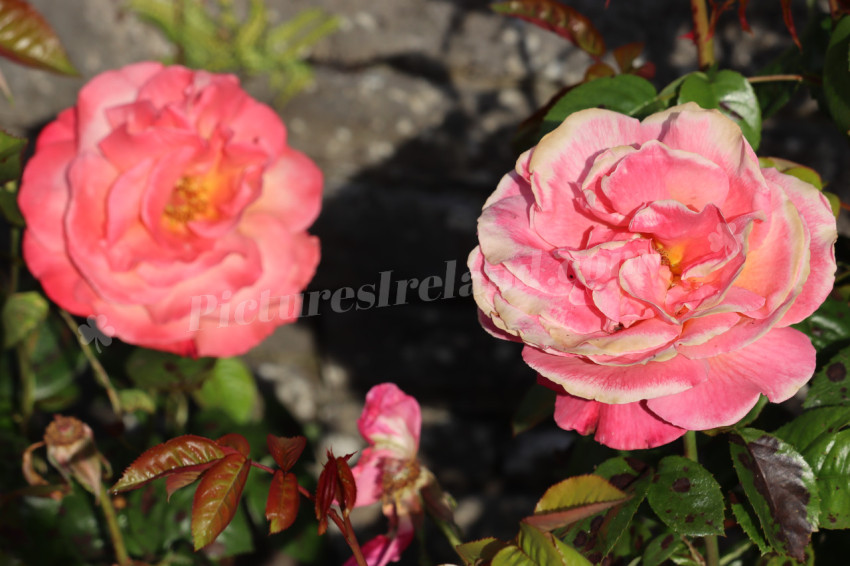 Roses in Ireland