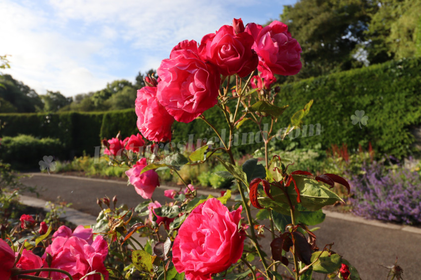 Roses in Ireland