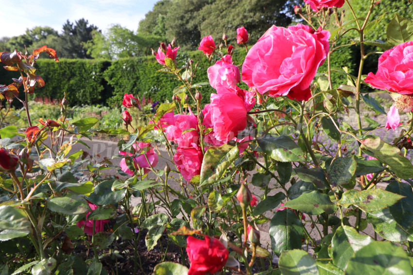 Roses in Ireland