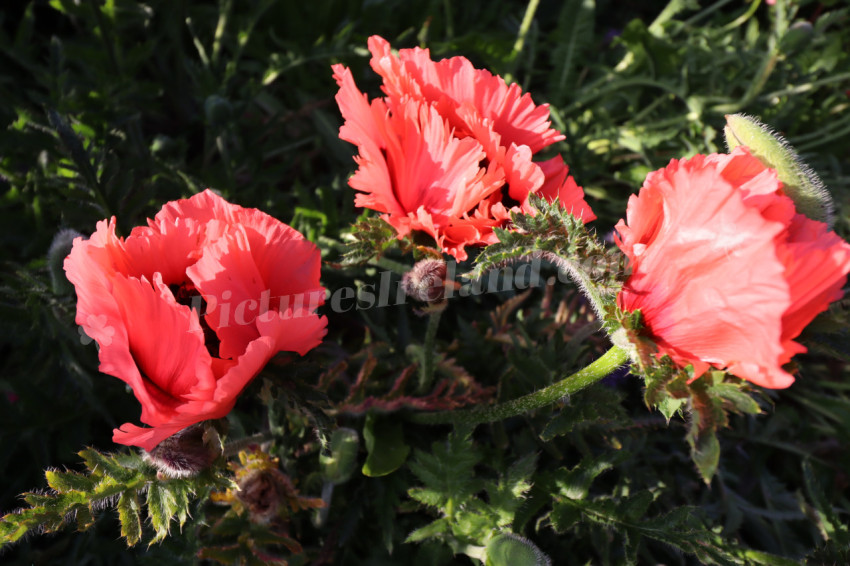 Roses in Ireland