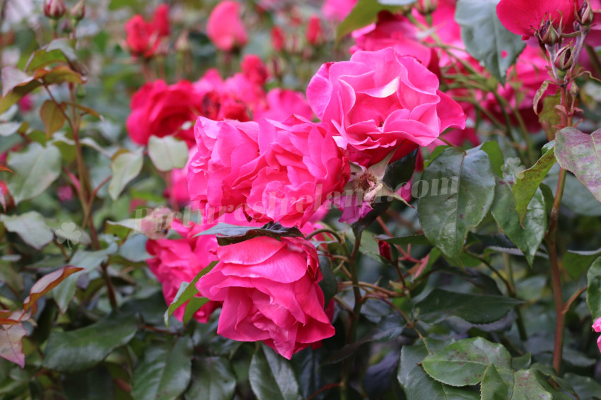 Roses in Ireland