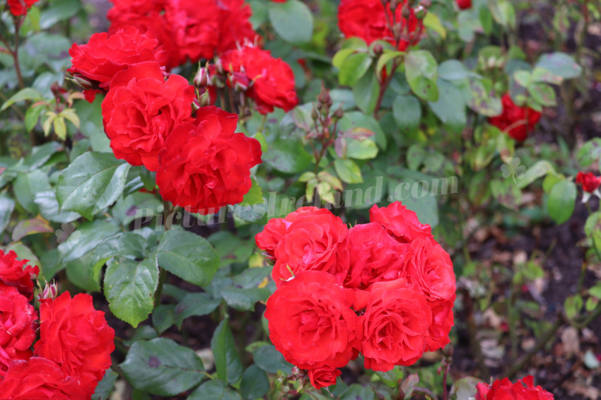 Roses in Ireland