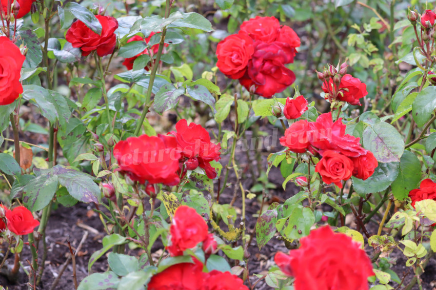 Roses in Ireland