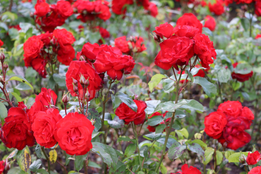 Roses in Ireland