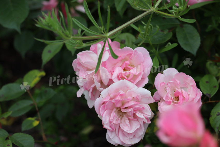 Roses in Ireland