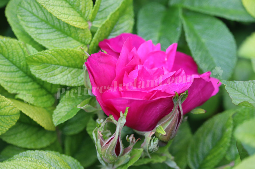 Roses in Ireland