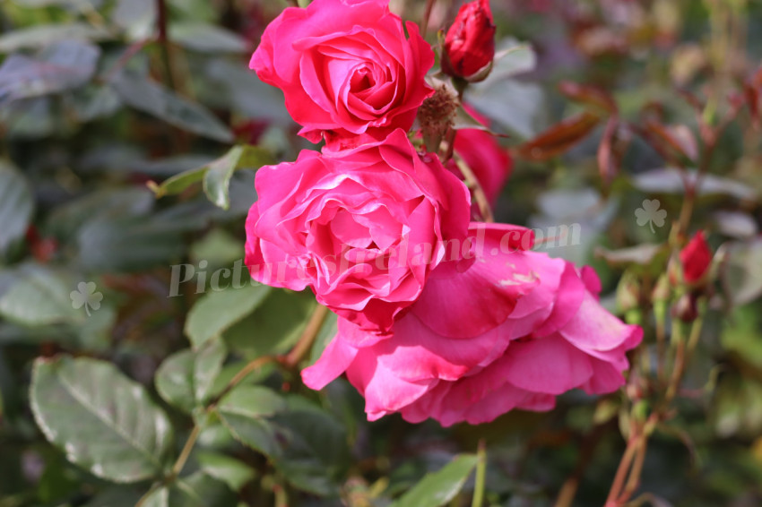 Roses in Ireland