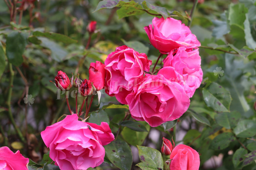 Roses in Ireland