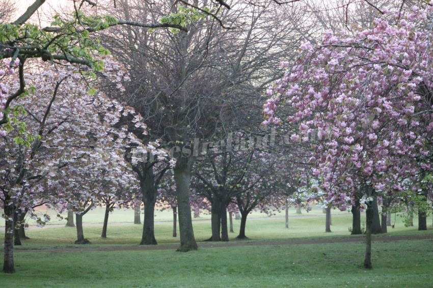 Irish National War Memorial Gardens