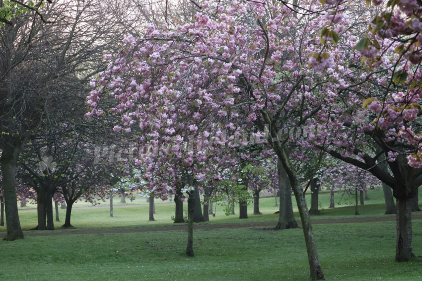 Irish National War Memorial Gardens