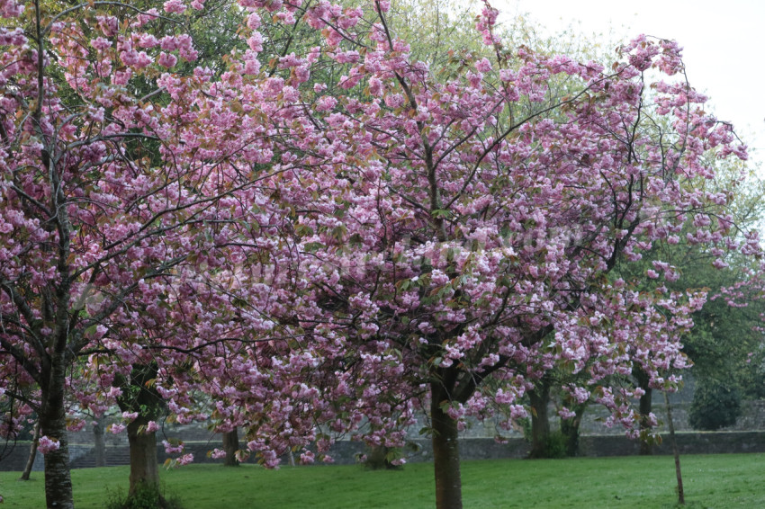 Irish National War Memorial Gardens