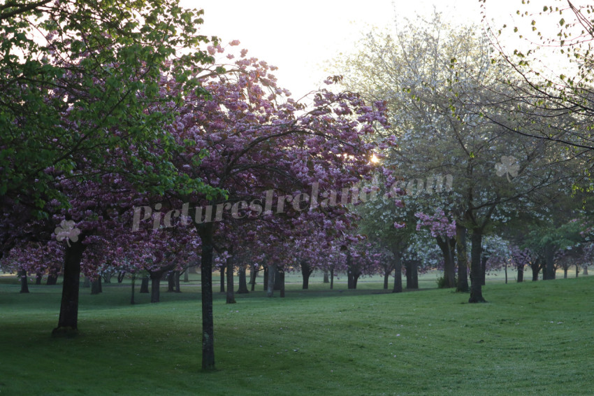 Irish National War Memorial Gardens