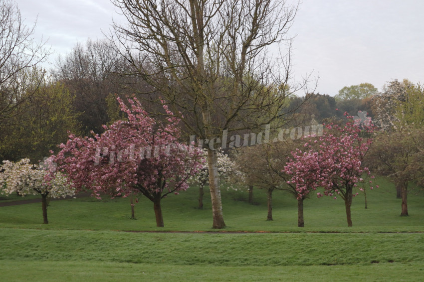 Irish National War Memorial Gardens