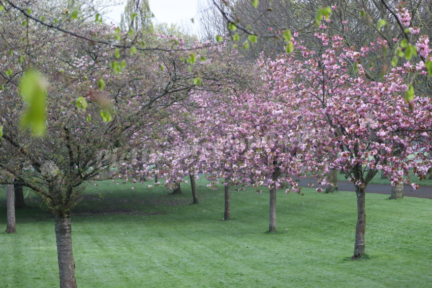 Irish National War Memorial Gardens