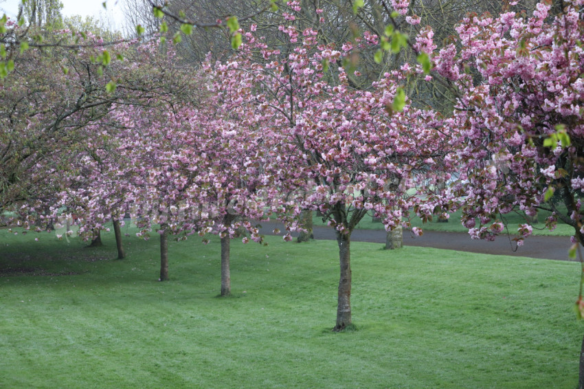 Irish National War Memorial Gardens