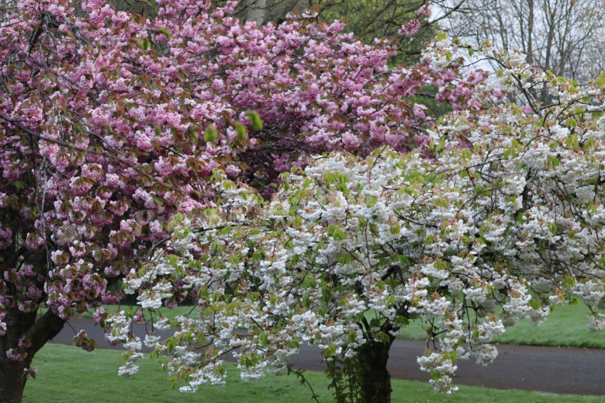 Irish National War Memorial Gardens