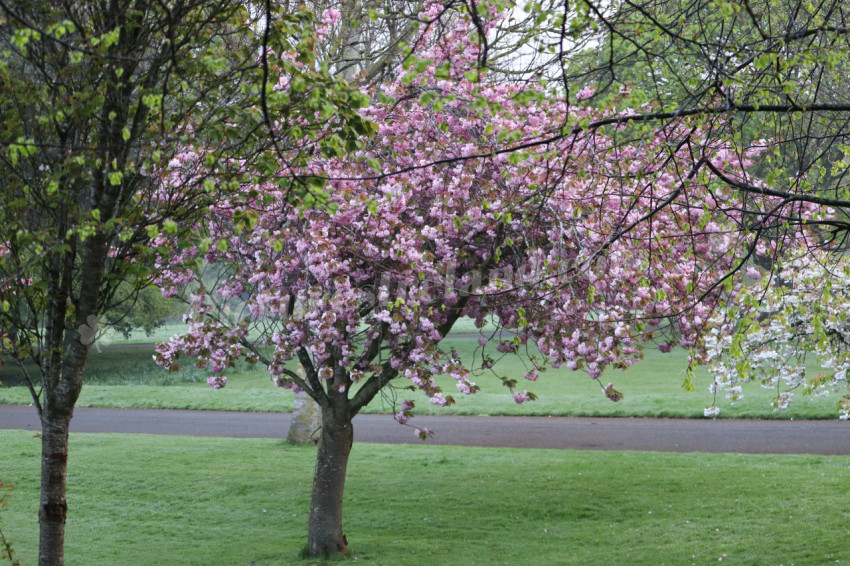 Irish National War Memorial Gardens