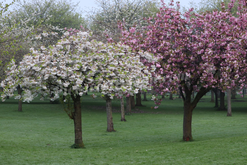 Irish National War Memorial Gardens