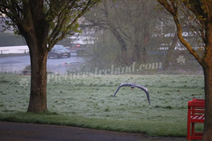 Grey heron in Ireland