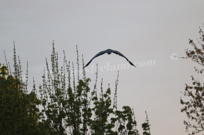 Grey heron in Ireland