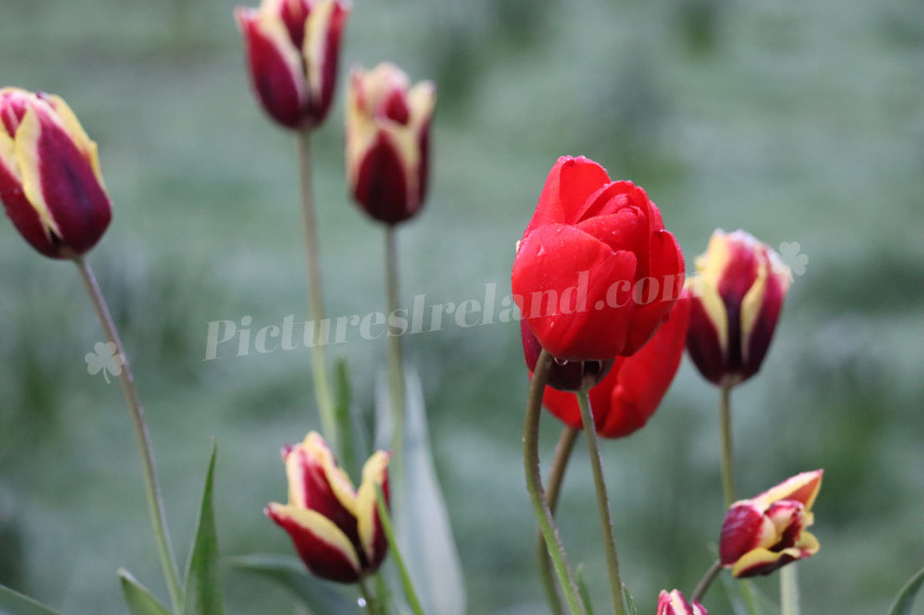 Tulips in Ireland