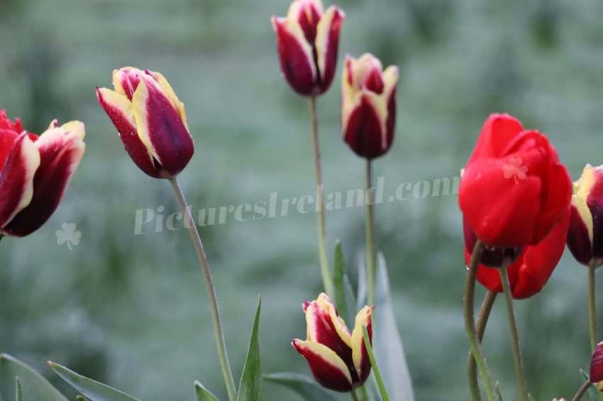 Tulips in Ireland