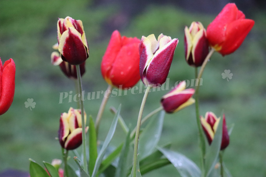 Tulips in Ireland