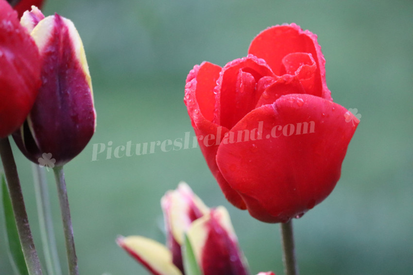 Tulips in Ireland