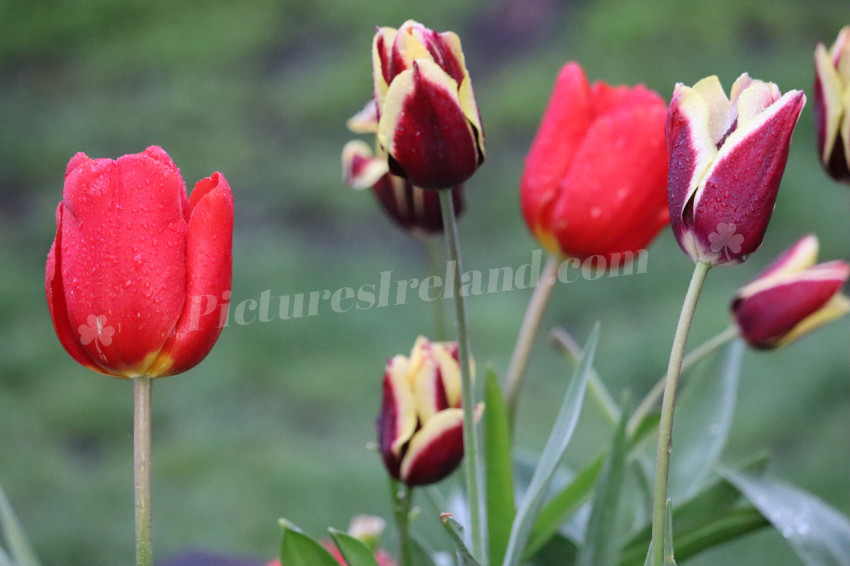 Tulips in Ireland