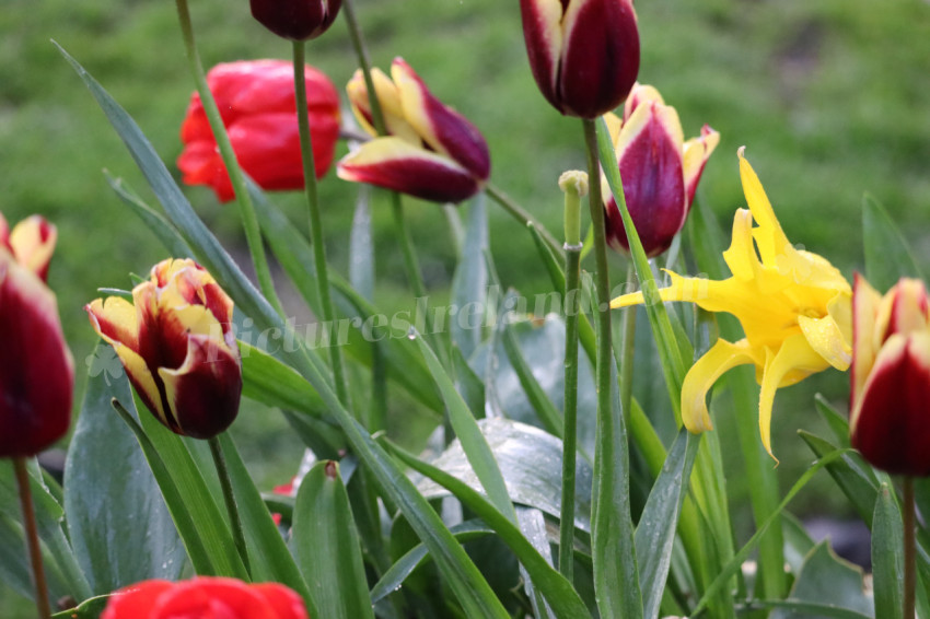 Tulips in Ireland