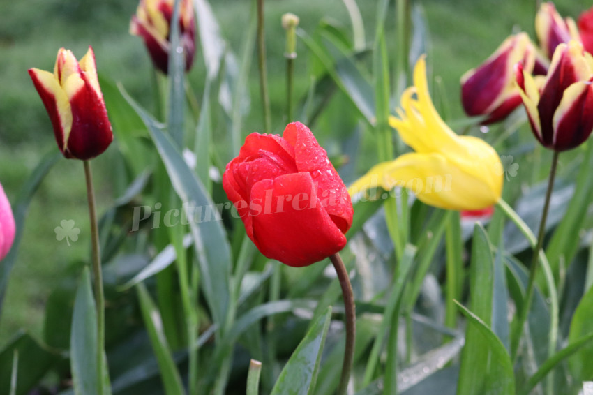 Tulips in Ireland