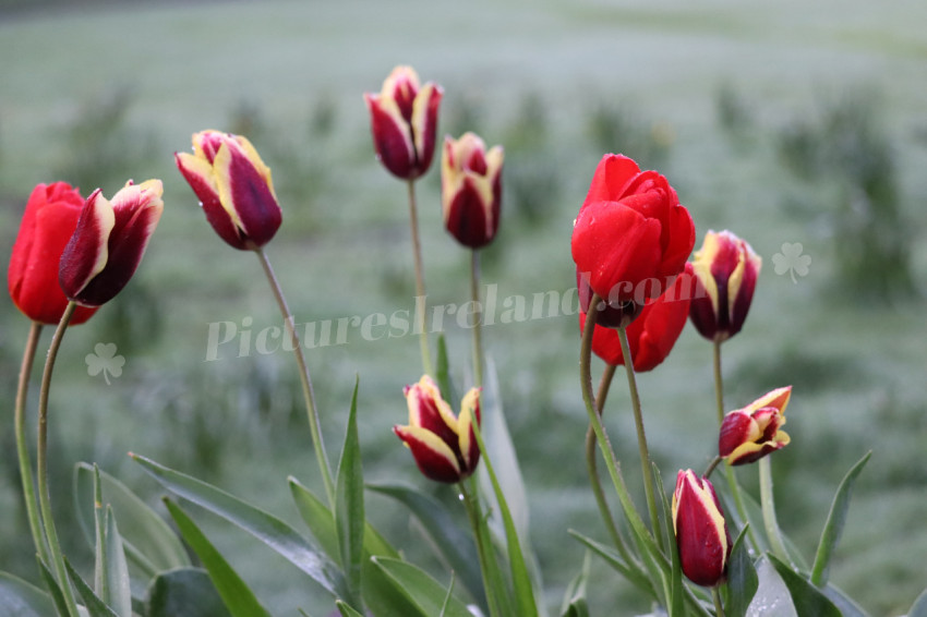 Tulips in Ireland