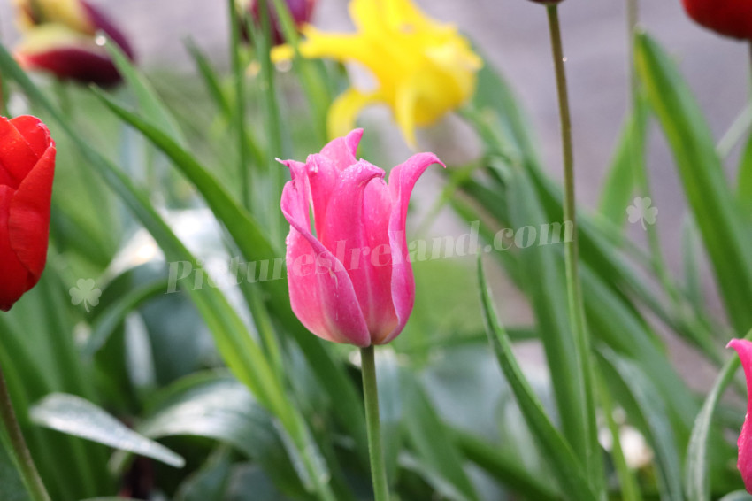 Tulips in Ireland