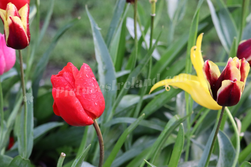 Tulips in Ireland