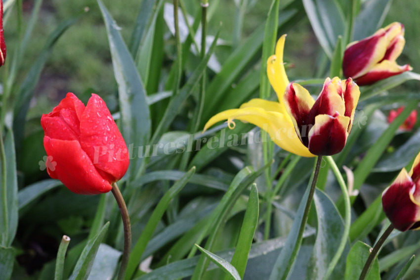 Tulips in Ireland