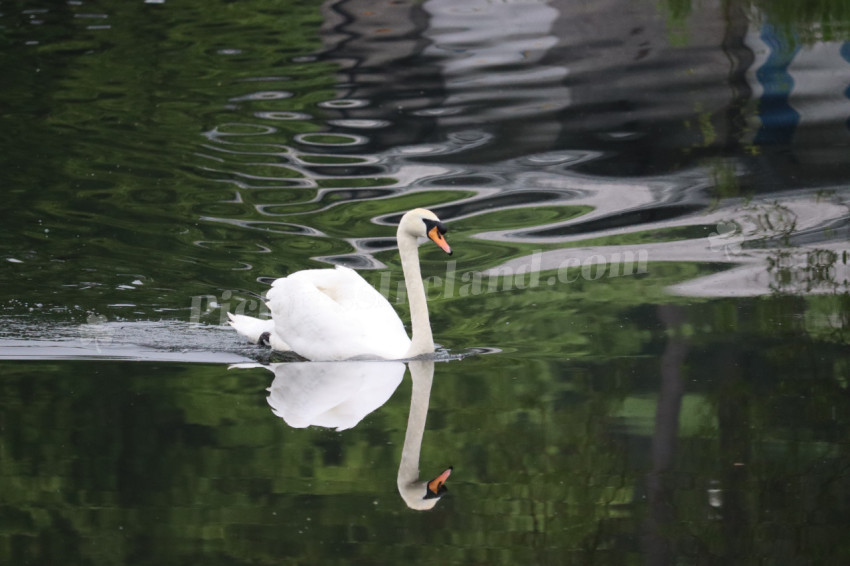 Swans in Ireland