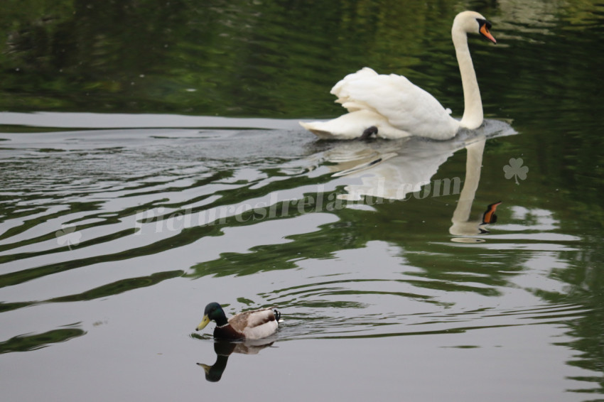 Swans in Ireland