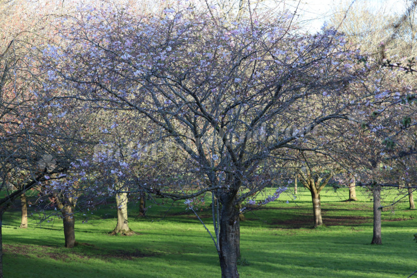 Irish National War Memorial Gardens