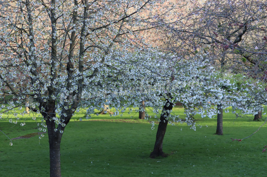 Irish National War Memorial Gardens